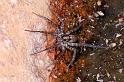Dolomedes_ZZ321_D3595_Z_86_Mt Augustus_Australie